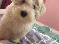 5 aylık Orijinal MALTESE terrier