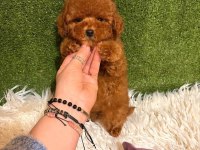 Toypoodle Yavrularımız