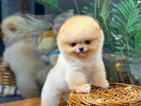 Profesyonel Yetiştiriciden Pomeranian Güvenli Teslim