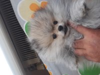 20 Ocak doğumlu pomeranian oğlumuz