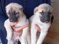 Sahibinden kangal yavruları