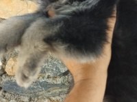 Sağlık ve ırk garantili alman kurdu yavrularımız 