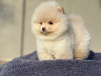 Pomeranian Boo Köpeğimiz
