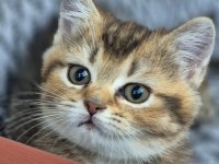 British shorthair kedisi