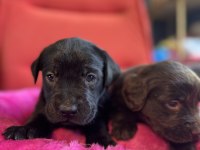 Asil rehber köpek labrador