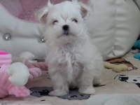Maltese puppies 1 kg