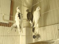 Sultan papağanı yavruları 2 aylık