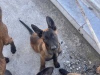Yer Kmaraş Malinois Gönderim Var