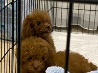 Erkek - Dişi Toy Poodle Yavrular Yeni Ailesini Arıyor