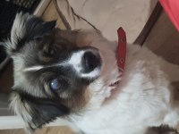Chico ömürlük yuvasını arıyor border collie