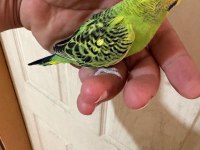 36 GÜNLÜK RENK GÜZELİ MUHABBET KUŞU BEBEK