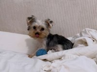 Ped eğitimi tam yorkshire terrier