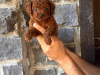 Brownie toy poodlecıklar