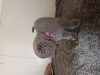 Scottish fold kedimiz