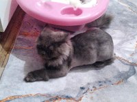 British longhair 1 yaşında