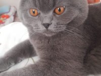 Kedimiz yuvasını arıyor 7 aylık british shorthair zeuss