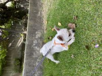 Acil Yurt Dışına Çıkacağım İçin French Bulldog