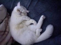 8 Aylık Dişi Safkan Exotic İran Kedisi