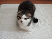 Scottish Fold Kedimiz