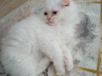 Scottish fold yavrularımıza yuva arıyoruz