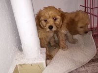 Oyuncu bebislerim yeni ailelerini bekliyor maltipoo