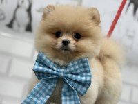 Teddy bear pomeranian boo efsane