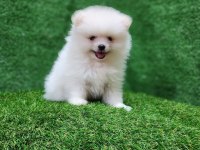 Pomeranian yavrular