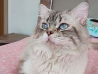 British Longhair yavrular