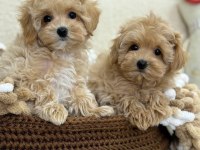 VETERİNER KLİNİĞİNDE TESLİM MALTİPOO BEBEKLER