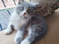 BRİTİSH KEDİLER