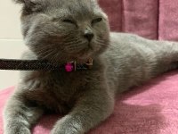 Sevimli dostumuza sıcak yuva scottish fold