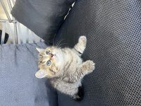 Oyuncu erkek bebek kedimiz teslime hazır