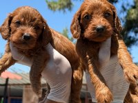 Sevimli maltipoo yavrularımız