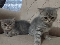 Saf Cins Sağlıklı British Shorthair Yavrular