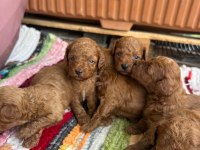 Toy Poodle kore kan