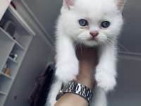 masmavi saf british shorthair