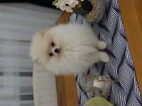 POMERANİAN ERKEK YAVRU