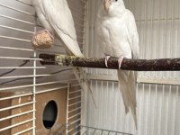 Evcil Bilezikli Albino Kırmızı Göz Takım Sultan Papağanı