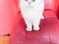 Ücretli British Longhair Silver Dişi