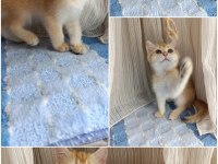 British shorthair golden yavru