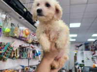 Yavru terrier köpek