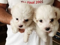 Maltese Terrier A Kalite Mini Mini Bebeklerim
