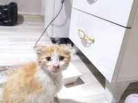 Kedimiz satılık değil sahiplendirilecektir