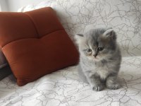 ÇOK SEVİMLİ OYUNCU BRİTİSH LONGHAİR YAVRUMUZ