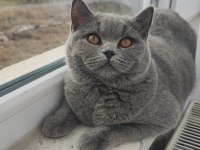 British Shorthair 8 Aylık
