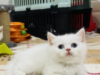 Orijinal British Shorthair