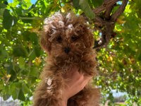 Sevimli toy poodle