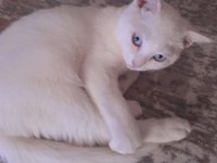 Scottish Fold Mavişe Yuva Arıyoruz