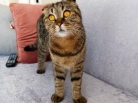 Scottish fold dişi kedimiz