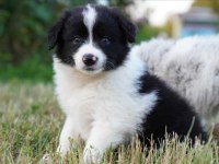 Border Collie Mükemmel Yavrularımız